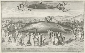 Cachalote varado en Egmond aan Zee, 1764 Cagelot o Potwhale, de unos 60 pies de largo, justo al norte de Egmond op Zee Varado vivo el 15 de febrero de 1764. El 1 de marzo allí en subasta Vendido por 810 florines (título sobre el objeto) de Cornelis van Noorde