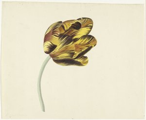 Tulipán llamado Bizard Phoenix de Cornelis van Noorde