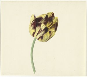 Tulipán llamado Bizard Pontifex Romanus de Cornelis van Noorde
