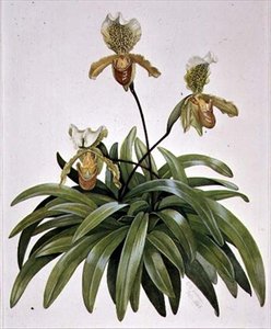 Orquídea zapatilla de dama de Nepal (Paphiopedilum insigne)