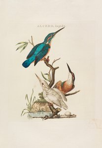 Nederlandsche vogelen: volgens hunne huishouding, aert, en eigenschappen, 1770-1829 de Cornelius Nozeman