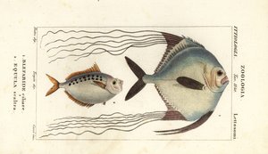 Pámpano africano, Alectis ciliaris, Blepharis ciliaris, Blefaride ciliare 1 y pez poni, Poulain ruse, Leiognathus equulus 2 de Corsi Corsi