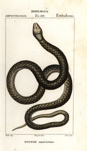 Pitón amatista, Simalia amethistina de Corsi Corsi