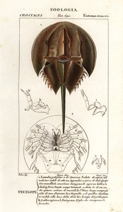 Cangrejo de herradura del Atlántico, Limulus polyphemus de Corsi Corsi