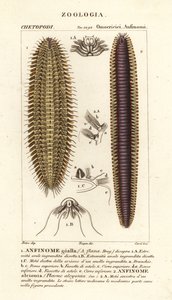 Gusanos de cerdas o ratones de mar de Corsi Corsi