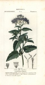 Niebla de mariposa, Ageratum corymbosum de Corsi Corsi