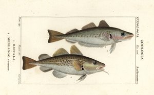 Bacalao, Gadus morhua, Baccala 1 y pescadilla, Merlangius merlangus, Merlango comune 2 de Corsi Corsi