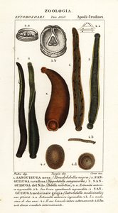 Sanguijuela negra común, Hirudo verbana, var de Corsi Corsi