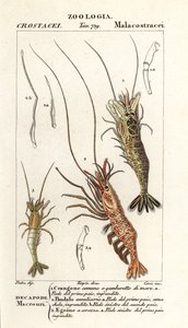 Camarón común, Crangon crangon 1, camarón rosado, Pandalus montagui 2, y Aegaeon cataphractus 3