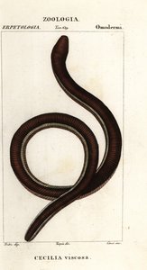 Cecilia común de bandas amarillas, Ichthyophis glutinosus de Corsi Corsi