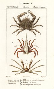 Cangrejo de coral, cangrejo de flecha y cangrejo araña de Leach de Corsi Corsi