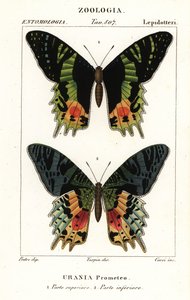 Polilla del ocaso de África Oriental, Chrysiridia croesus de Corsi Corsi