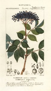 Saúco negro europeo, Sambucus nigra, Sambuco nero o comune de Corsi Corsi