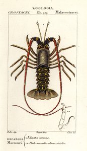 Langosta europea, Palinurus elephas de Corsi Corsi