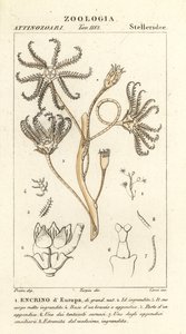 Crinoide extinto Encrinus, Encrino dEuropa de Corsi Corsi