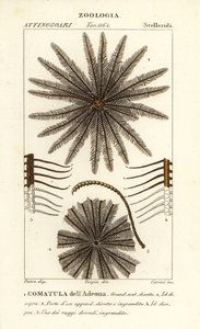 Feather star crinoid, Oligometrides adeonae, Comatula adeonae, Comatula dellAdeona de Corsi Corsi