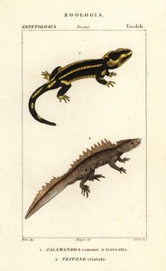 Salamandra salamandra 1 y tritón crestado Triturus cristatus (en peligro crítico) 2 de Corsi Corsi