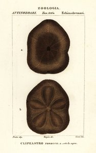 Galleta de mar plana, Clypeaster rosaceus de Corsi Corsi