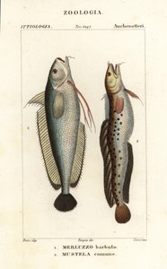Barba de tenedor, Phycis phycis 1 y rocín de cinco barbas, Ciliata mustela de Corsi Corsi