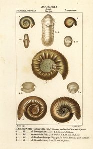 Fósiles de especies de amonitas extinguidas