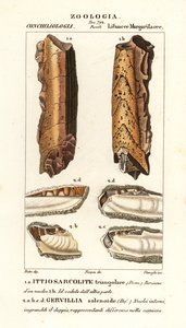 Fósiles de moluscos extintos de Corsi Corsi