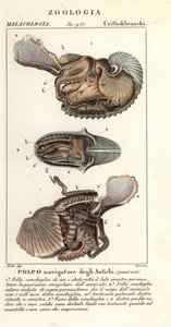 Pulpo argonauta mayor, Argonauta argo