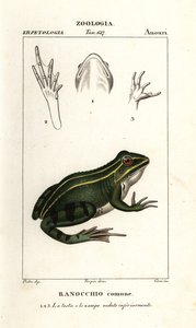 Rana verde, Pelophylax kl esculentus de Corsi Corsi