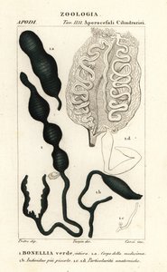 Gusano de la cuchara verde, Bonellia viridis de Corsi Corsi