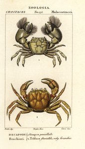 Hemigrapsus penicillatus y Potamon fluviatile de Corsi Corsi