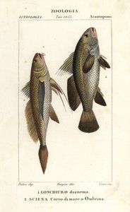 Corvina, Lonchurus lanceolatus 1 y corvina, corvina, lubina, pez sombreado, Argyrosomus regius 2 de Corsi Corsi