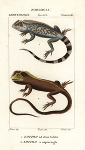 Lagartija de cabeza de lira, Lyriocephalus scutatus 1 y lagarto buceador o iguana de cabeza de mopa, Uranoscodon superciliosus 2 de Corsi Corsi
