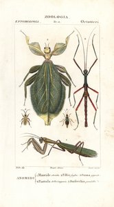 Mantis, insecto hoja, insecto palo, etc.