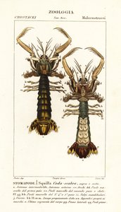 Camarón mantis, Lysiosquilla scabricauda de Corsi Corsi