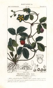Falsa fresa, Potentilla indica de Corsi Corsi