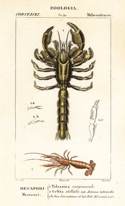 Langosta de barro y camarones de barro de Corsi Corsi