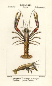 Cigalas y gambas de Corsi Corsi