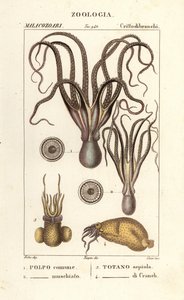 Especies de pulpo y calamar de Corsi Corsi