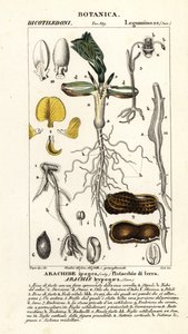 Cacahuete o maní, Arachis hypogaea