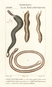 Gusanos del maní, Sipunculus nudus 1, Siphonosoma cumanense 4, etc. de Corsi Corsi