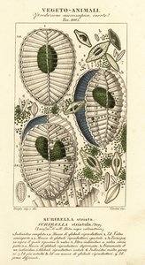 Plancton, Surirella striatula, Surirella striata