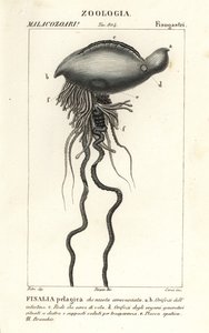 El hombre de guerra portugués, Physalia physalis