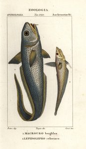Granadero, Macrourus berglax 1 y granadero de boca hueca, Coelorinchus caelorhincus (Lepidoleprus coelorhinchus) 2 de Corsi Corsi