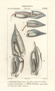 Sifonóforos, Diphyes dispar, Diphyes boryi, Difie del Bory