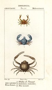 Especies de cangrejos de Corsi Corsi