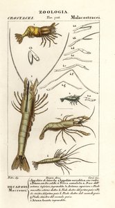 Especies de camarones