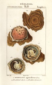 Spherulites agariciformis de Corsi Corsi