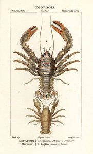 Langostas, Galathea strigosa 1, y Aegla laevis 2 de Corsi Corsi