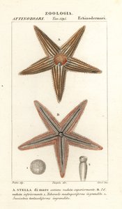 Estrella de mar, Asterias rubens de Corsi Corsi