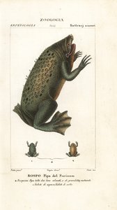 Sapo de Surinam, Pipa pipa