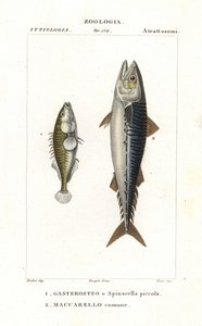 El espinoso de tres puntas y la caballa del Atlántico de Corsi Corsi